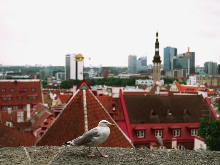 A seagull perched atop a viewpoint in Tallinn, Estonia